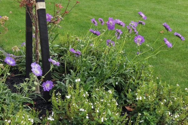 Close up of purple flowering plants in a landscaped garden bed