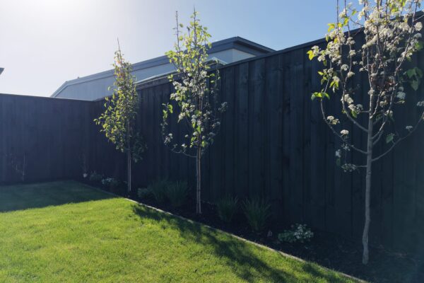 Newly planted trees along a black timber fence beside a fresh lawn