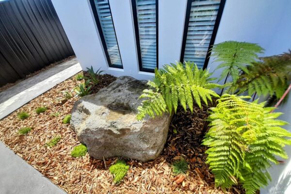 Garden planting with ferns and concrete paths in Rolleston